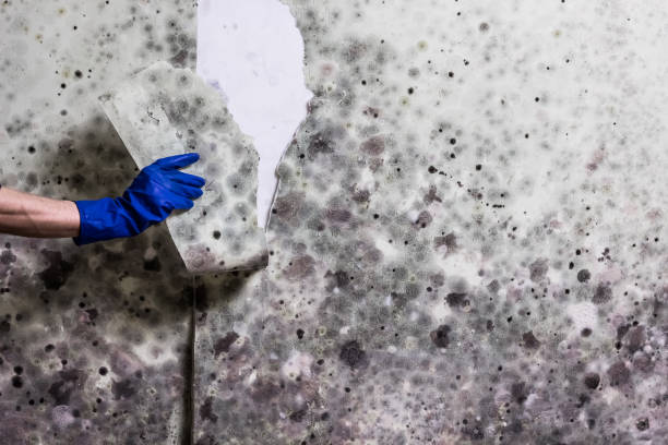 Best Basement Mold Remediation in Stateburg, SC
